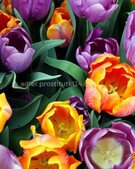 Анкета проститутки Кира - метро Тверской, возраст - 34